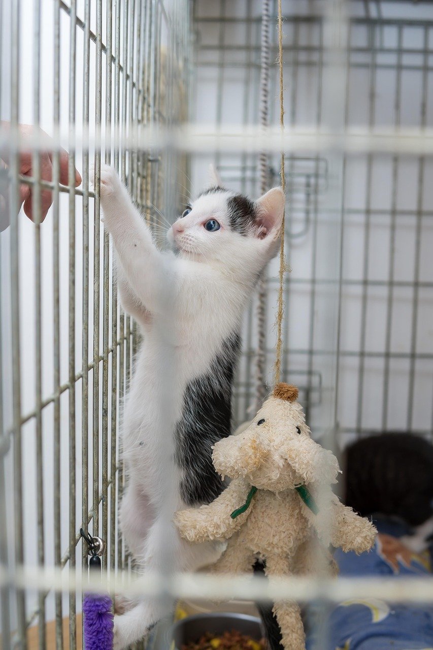 about-us cat, kitten, pet, young cat, animal, domestic, feline, mammal, young, cage, accommodation, animal shelter, hand, nature, animal welfare