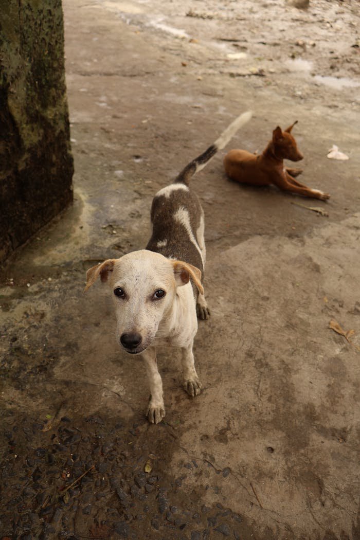 heros-img stray-dogs-on-urban-street-33899686
